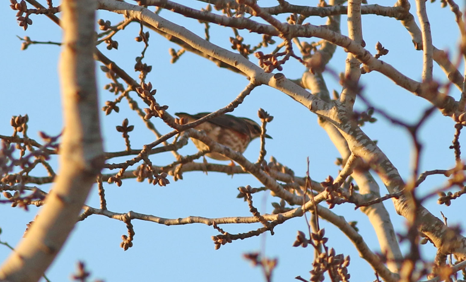 Redwing